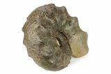 Triassic Ammonite (Ceratites nodosus) Fossil - Germany #243510-1